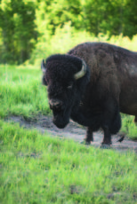 Buffalo / bison in Elk Island